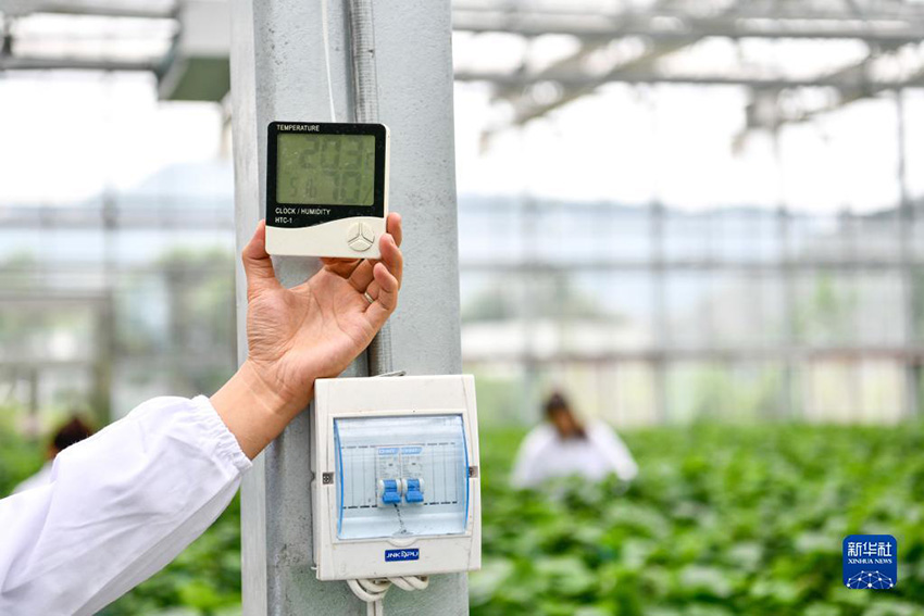 قويتشو تعزز تطبيق التكنولوجيا الرقمية في الزراعة