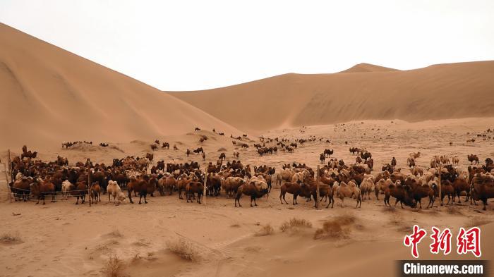 الرعاة في صحراء منغوليا الداخلية يبدؤون نقل الإبل نحو المراعي الشتوية