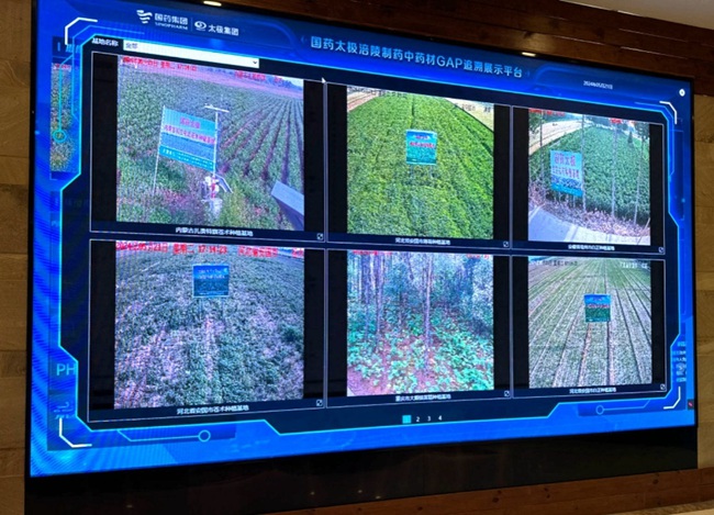 الصور في الوقت الفعلي لقاعدة الزراعة المعروضة على منصة عرض ومتابعة نمو الأعشاب الطبية لشركة تايجي.