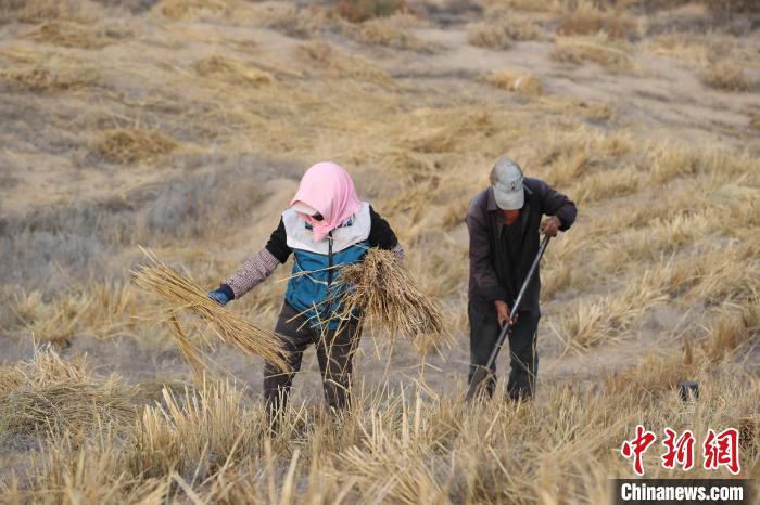 نينغشيا ومنغوليا الداخلية يتكاتفان لنسج مربعات عشبية تحبس الرمال في مو أوس