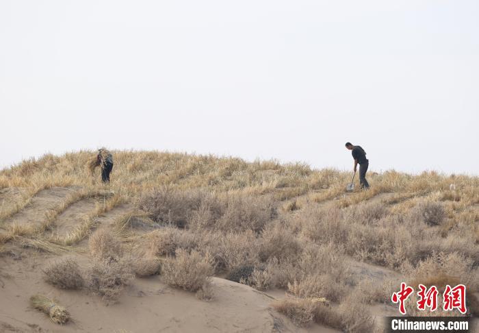 نينغشيا ومنغوليا الداخلية يتكاتفان لنسج مربعات عشبية تحبس الرمال في مو أوس