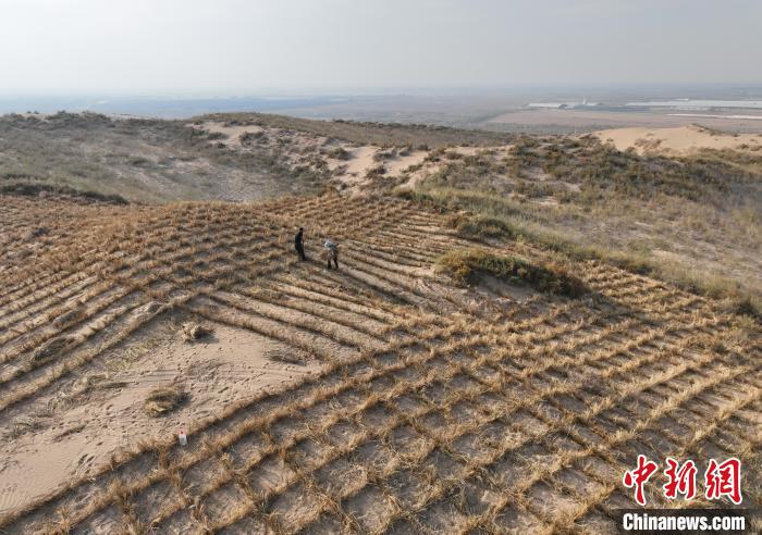 نينغشيا ومنغوليا الداخلية يتكاتفان لنسج مربعات عشبية تحبس الرمال في مو أوس