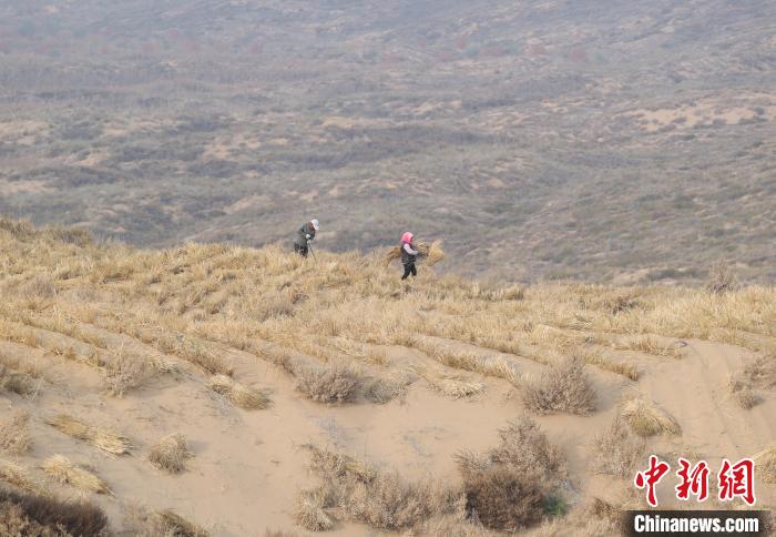 نينغشيا ومنغوليا الداخلية يتكاتفان لنسج مربعات عشبية تحبس الرمال في مو أوس