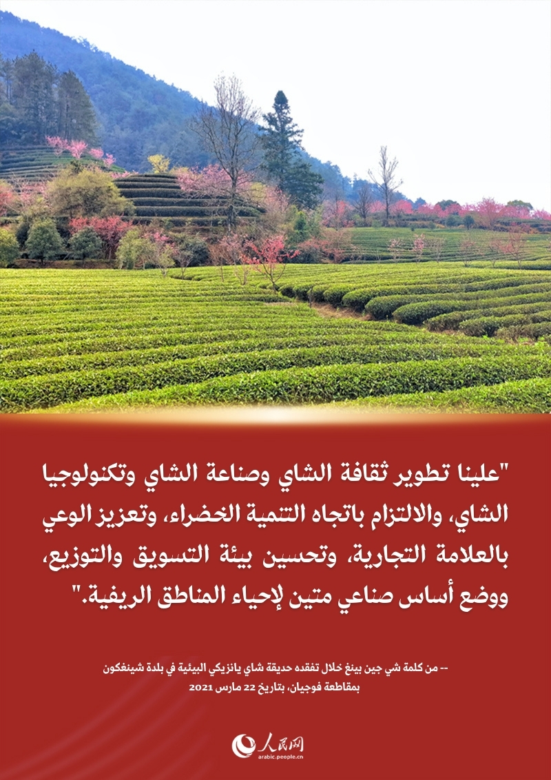 قصة طويلة بين شي جين بينغ وشاي فوجيان