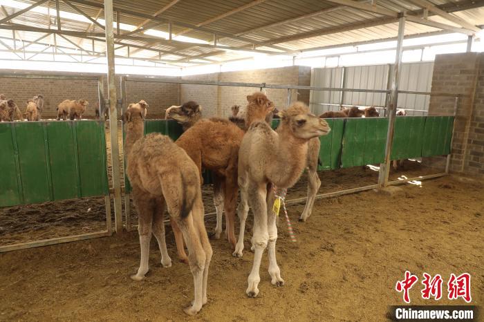 الصين تنجح في تربية أول جيل من الجمال الهجينة بين الإبل وحيدة السنام وثنائية السنام
