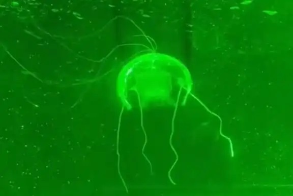 علماء صينيون ينجحون في تطوير روبوت قنديل البحر الشفاف الذي يمكنه مراقبة البيئة تحت الماء في الوقت الفعلي