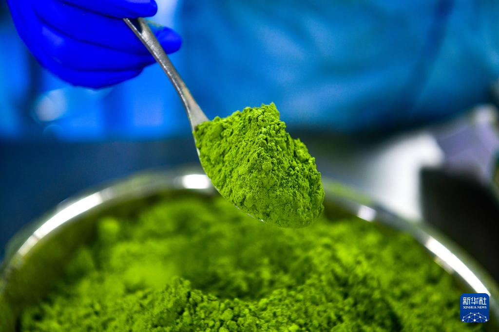 شاي الماتشا تونغرن الصيني .. اعتراف دولي واسع