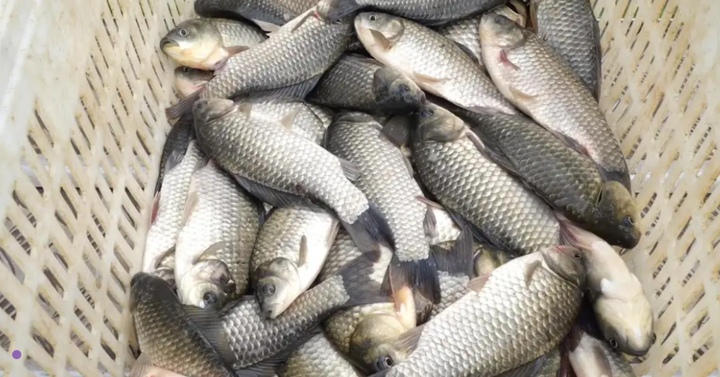 يوننان الصينية تصدّر لأول مرة أسماك مياه عذبة حية إلى الإمارات خلال رحلة جوية تستغرق 12 ساعة