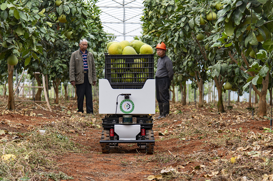 جينهوا، تشجيانغ: استخدام روبوتات التفتيش والنقل الذكية للصوب الزراعية رسميًا