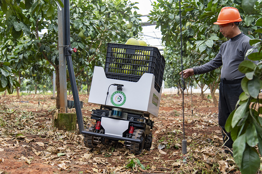جينهوا، تشجيانغ: استخدام روبوتات التفتيش والنقل الذكية للصوب الزراعية رسميًا