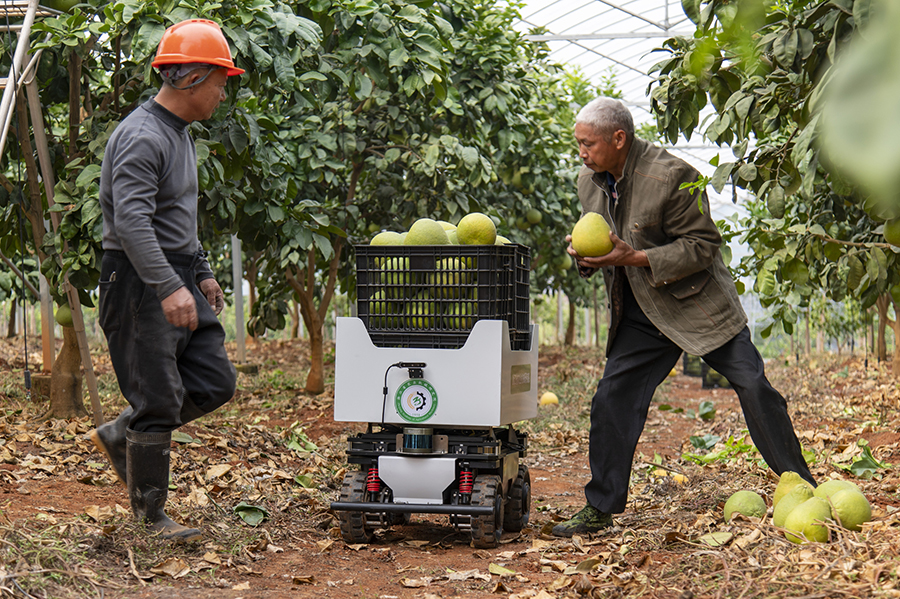 جينهوا، تشجيانغ: استخدام روبوتات التفتيش والنقل الذكية للصوب الزراعية رسميًا