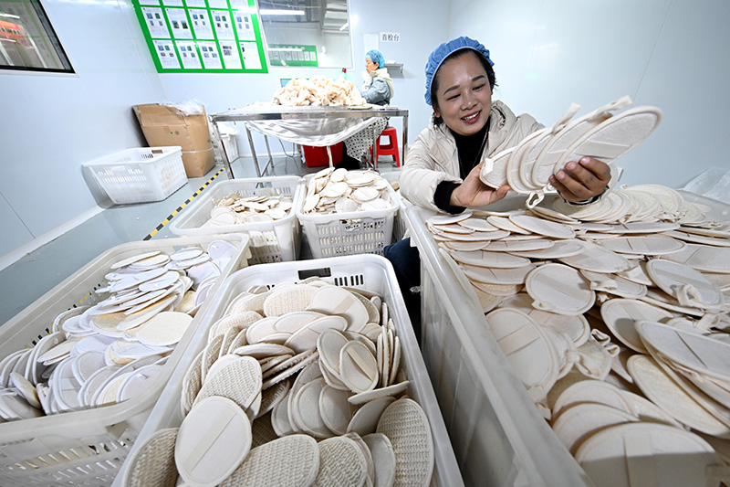 الليف، نبتة صغيرة تصبح صناعة قوية في جيانغشي