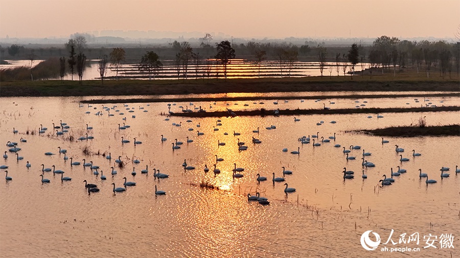 تجمع البجع في خفي بمقاطعة آنهوي يخلق مشهدًا بيئيًا خلابًا
