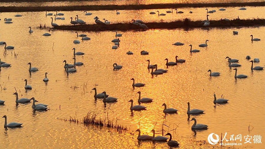 تجمع البجع في خفي بمقاطعة آنهوي يخلق مشهدًا بيئيًا خلابًا