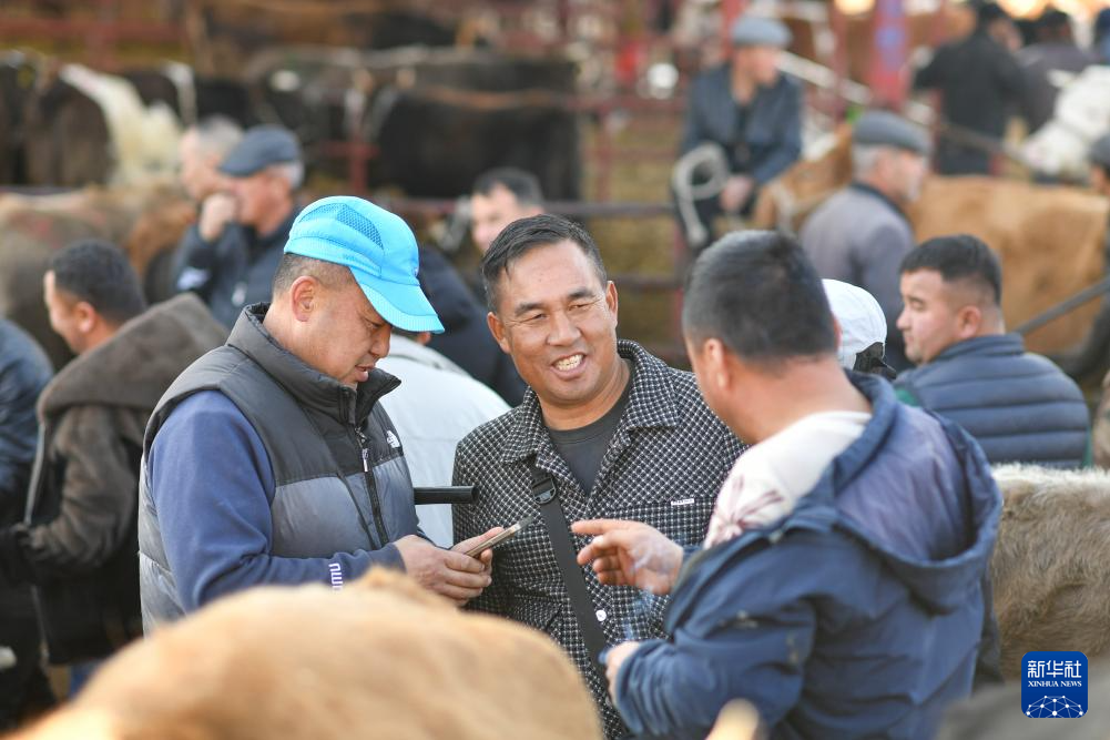 وسيط بيع الماشية .. حلقة وصل يربط بين المراعي والأسواق في شينجيانغ