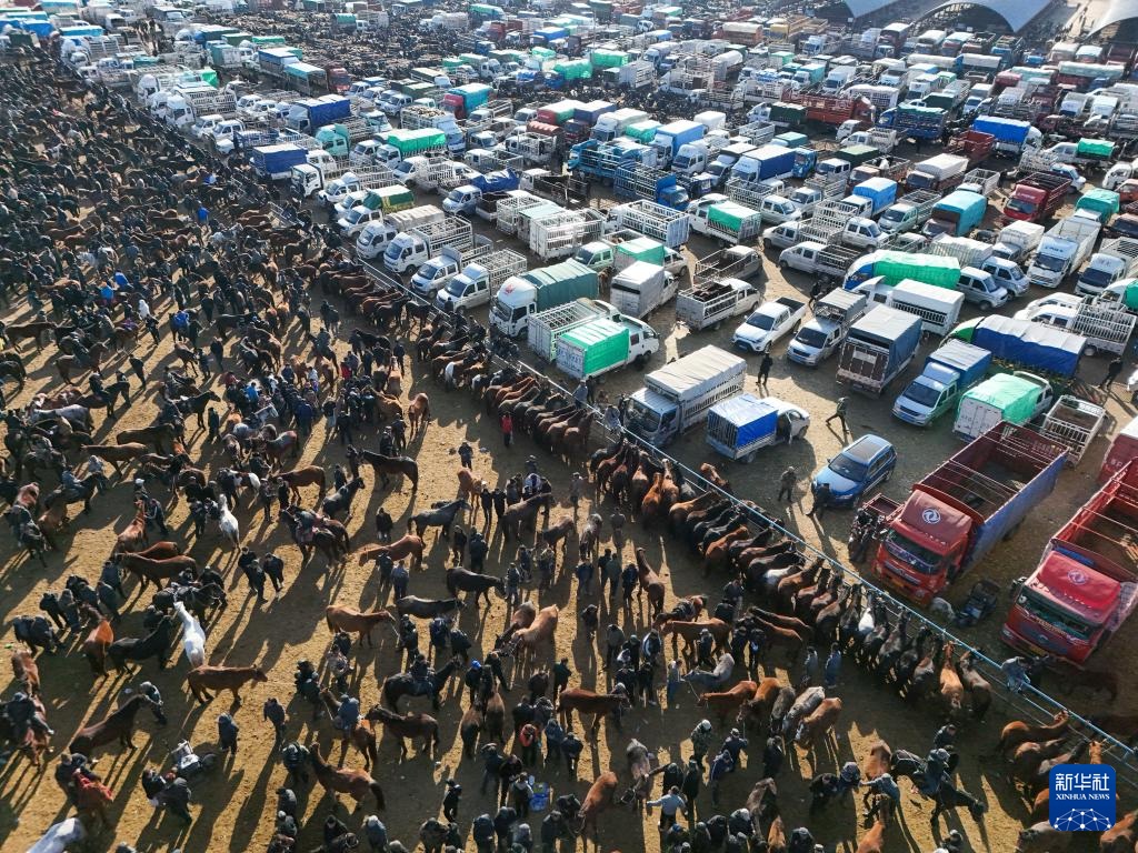 وسيط بيع الماشية .. حلقة وصل يربط بين المراعي والأسواق في شينجيانغ