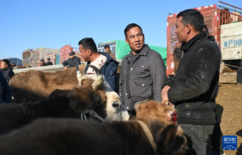 وسيط بيع الماشية .. حلقة وصل يربط بين المراعي والأسواق في شينجيانغ