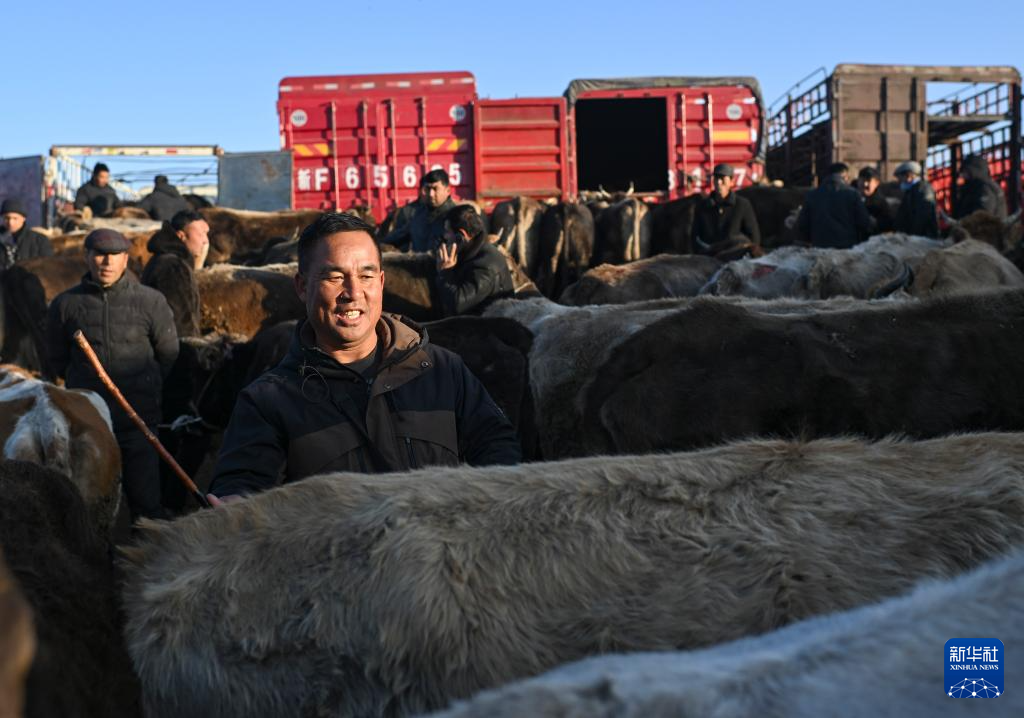 وسيط بيع الماشية .. حلقة وصل يربط بين المراعي والأسواق في شينجيانغ