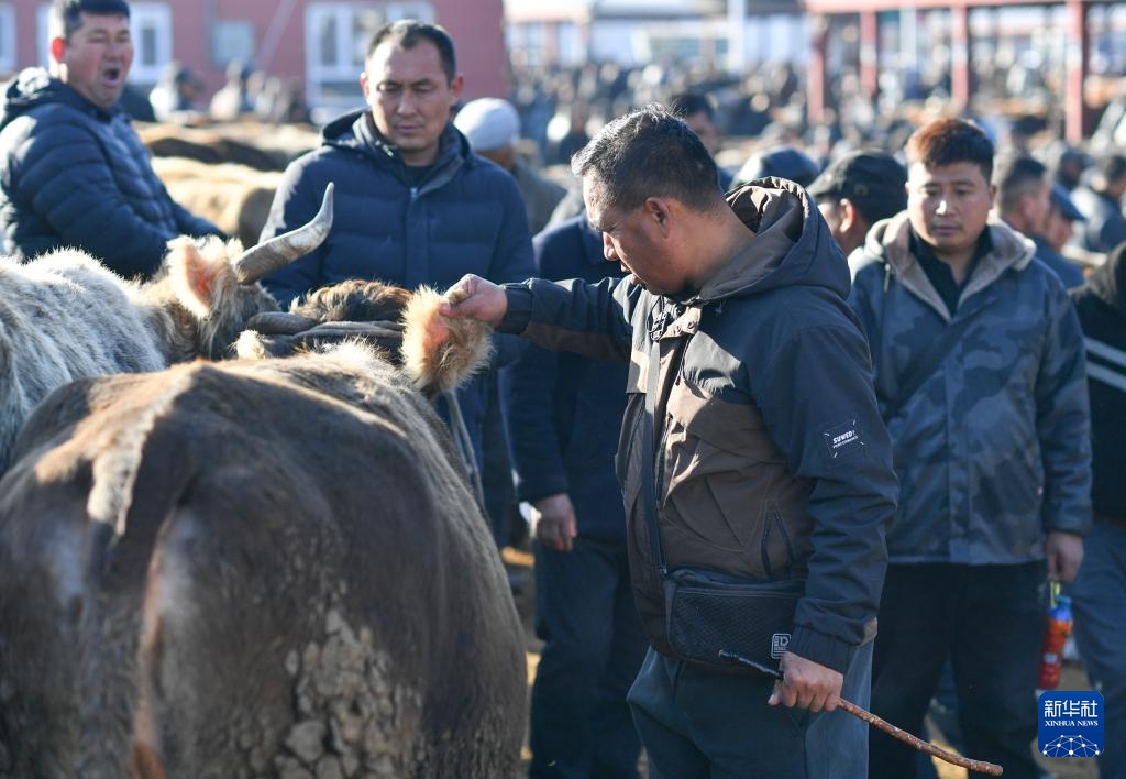 وسيط بيع الماشية .. حلقة وصل يربط بين المراعي والأسواق في شينجيانغ