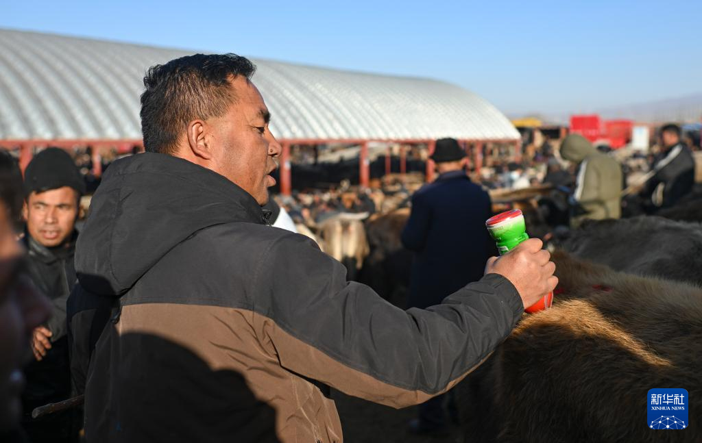 وسيط بيع الماشية .. حلقة وصل يربط بين المراعي والأسواق في شينجيانغ