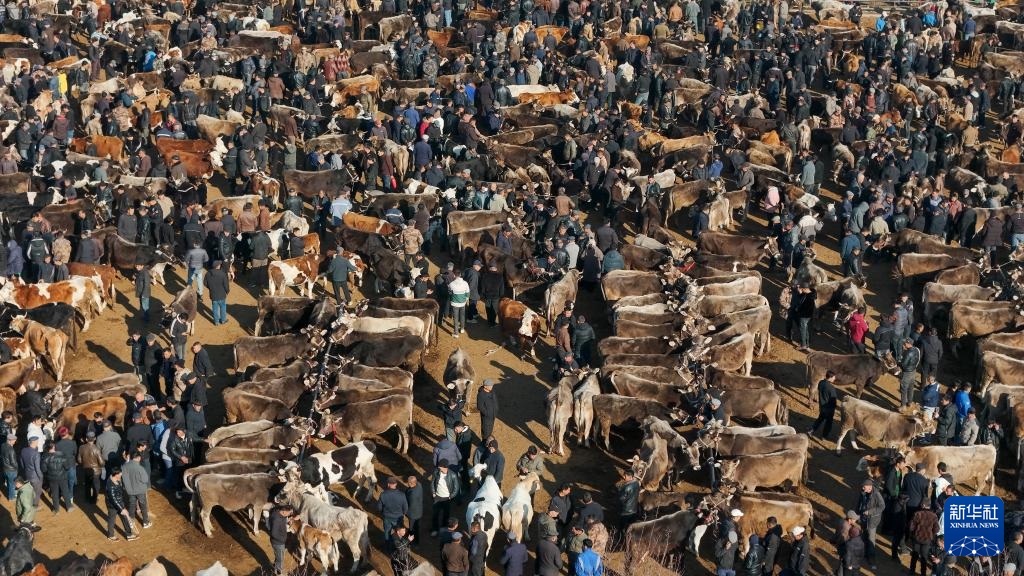 وسيط بيع الماشية .. حلقة وصل يربط بين المراعي والأسواق في شينجيانغ