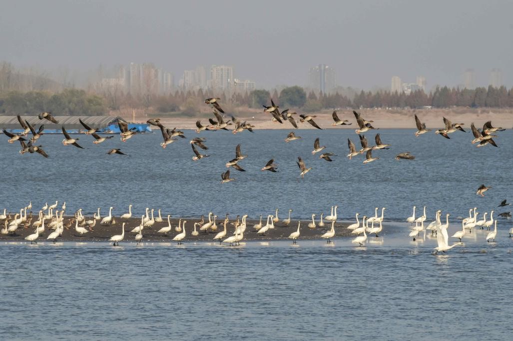 الصين تحرز تقدماً مطرداً في مجال مكافحة التلوث السمعي