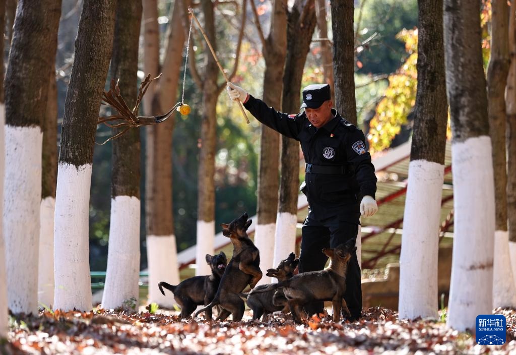 اكتشاف قاعدة تدريب كلاب الشرطة في كونمينغ