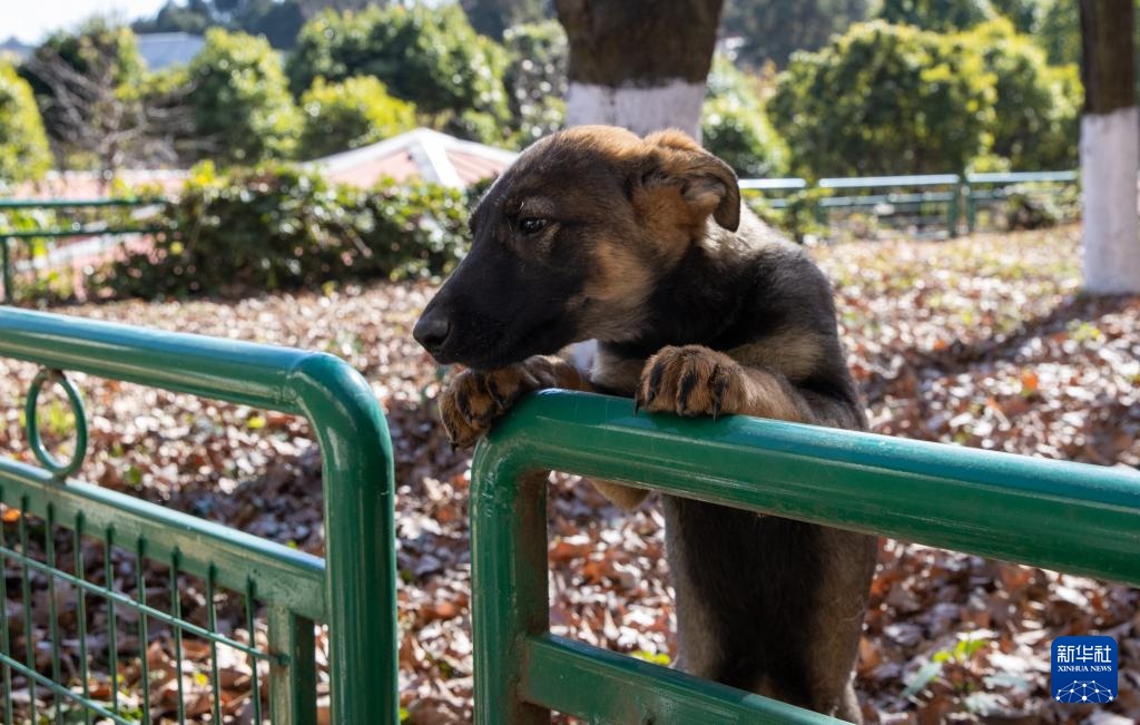 اكتشاف قاعدة تدريب كلاب الشرطة في كونمينغ