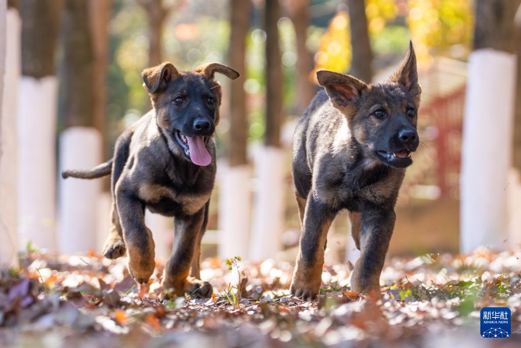 اكتشاف قاعدة تدريب كلاب الشرطة في كونمينغ