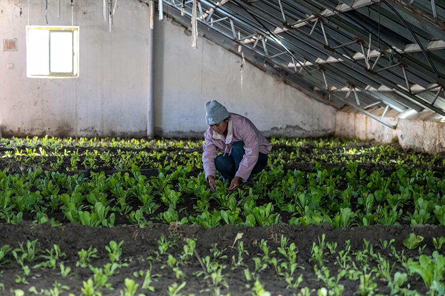 بعد مرور عام على إعادة الإعمار في دينغري ..  أشعة الشمس الدافئة تضيء المنازل الجديدة