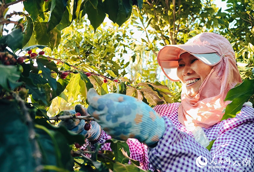 شوانغجيانغ، يوننان: ثمار البن الحمراء والذهبية تُغطي سفوح التلال، ومزارعو البن يرحبون بموسم حصاد وفير