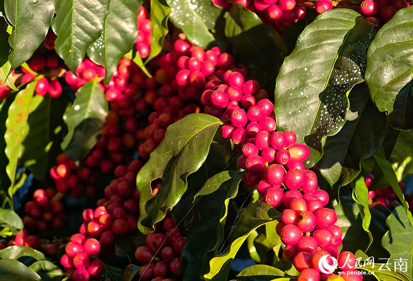 شوانغجيانغ، يوننان: ثمار البن الحمراء والذهبية تُغطي سفوح التلال، ومزارعو البن يرحبون بموسم حصاد وفير