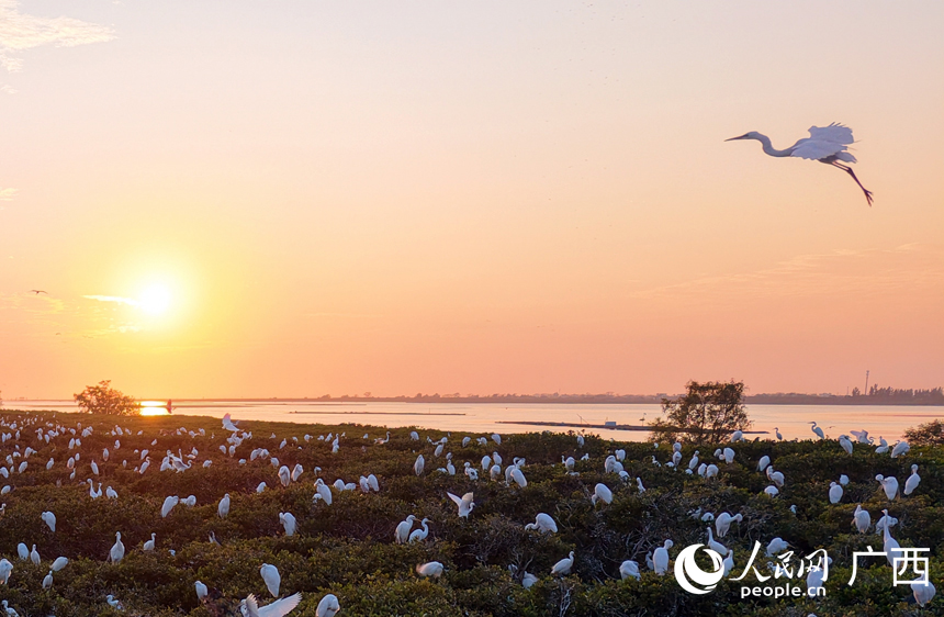 هيبو، قوانغشي: أسراب الطيور المهاجرة تزين السماء في فصل الشتاء