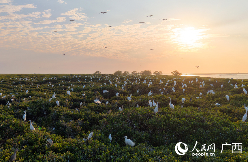 هيبو، قوانغشي: أسراب الطيور المهاجرة تزين السماء في فصل الشتاء