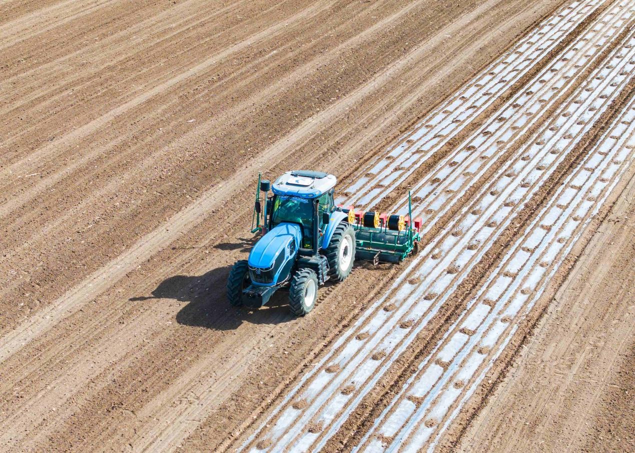 تقوم جرارة غير مأهولة، موجهة بواسطة نظام بيدو للملاحة عبر الأقمار الصناعية، بزراعة بذور القطن في بلدة هوتوبي، بمنطقة شينجيانغ الويغورية ذاتية الحكم شمال غرب الصين. (الصورة/هي لونغ)