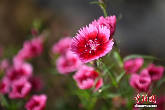 يوتشونغ تُزوّد السوق الصينية بـ14 صنفا من الزهور الصالحة للأكل