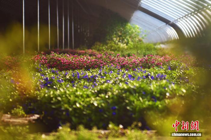 يوتشونغ تُزوّد السوق الصينية بـ14 صنفا من الزهور الصالحة للأكل