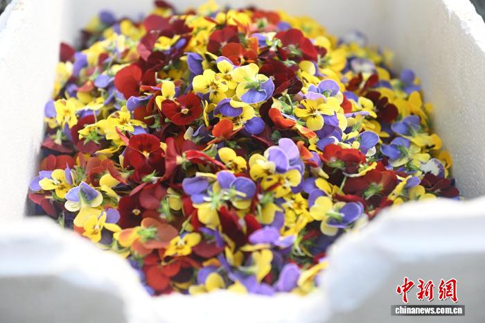 يوتشونغ تُزوّد السوق الصينية بـ14 صنفا من الزهور الصالحة للأكل