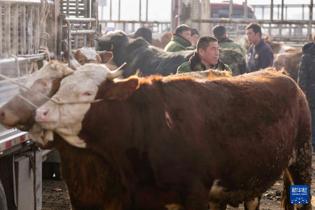 ازدهار أسواق الماشية في شيجي مع بدء فصل الربيع