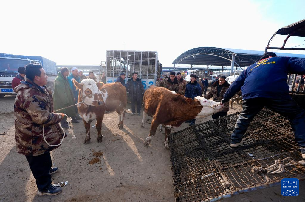 ازدهار أسواق الماشية في شيجي مع بدء فصل الربيع