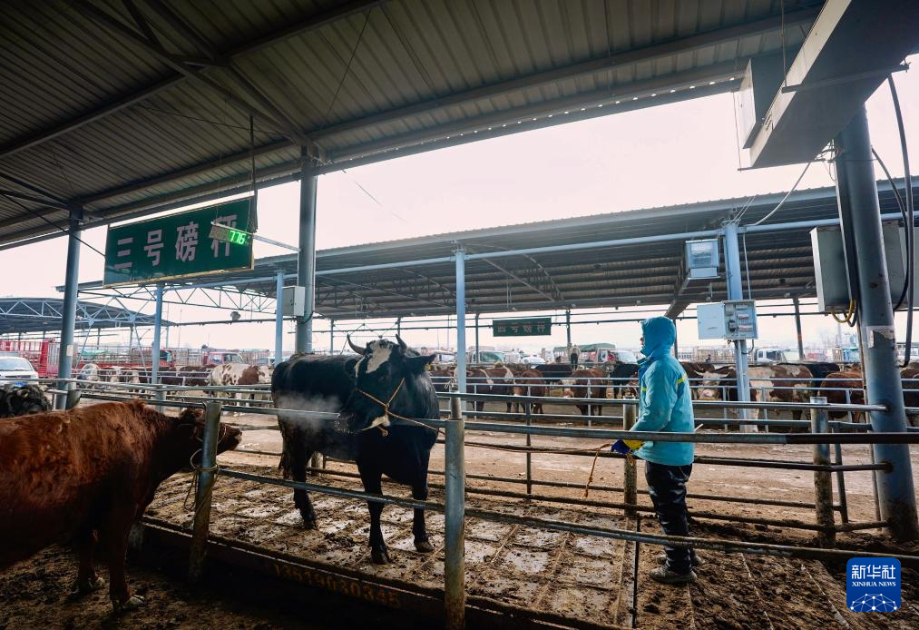 ازدهار أسواق الماشية في شيجي مع بدء فصل الربيع