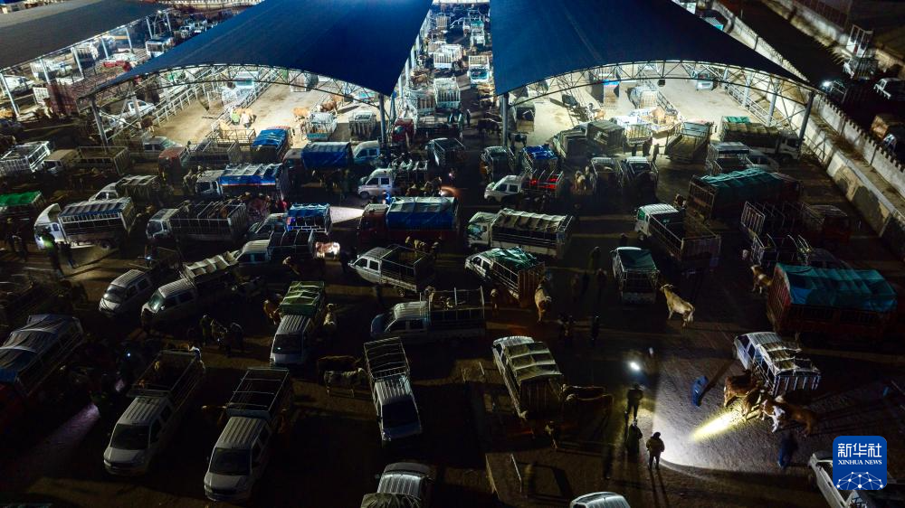 ازدهار أسواق الماشية في شيجي مع بدء فصل الربيع