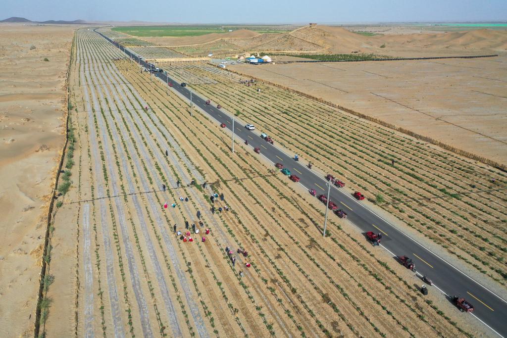 الأعشاب الطبية تزدهر على طول حافة صحراء تاكلاماكان