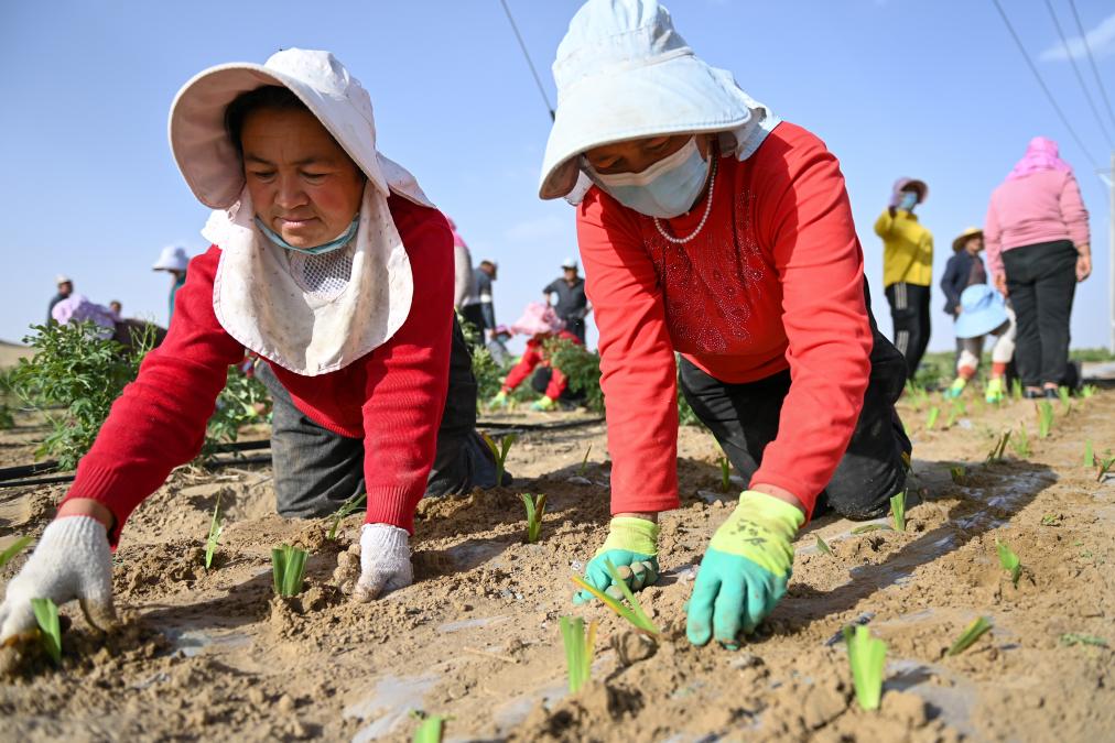 الأعشاب الطبية تزدهر على طول حافة صحراء تاكلاماكان