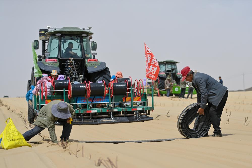 الأعشاب الطبية تزدهر على طول حافة صحراء تاكلاماكان