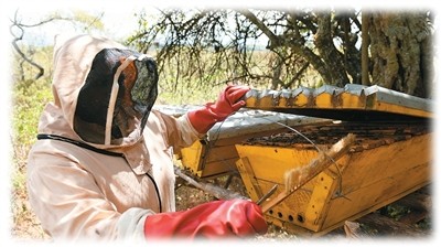 روتو...قصة امرأة كينية نقلت تربية العسل من الصين لإثراء نساء قريتها في كينيا
